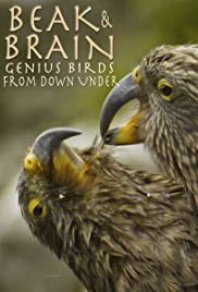 Beak & Brain  Genius Birds from Down Under (2013) Free Movie