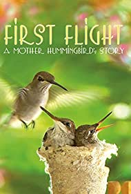 First Flight A Mother Hummingbirds Story (2009) Free Movie