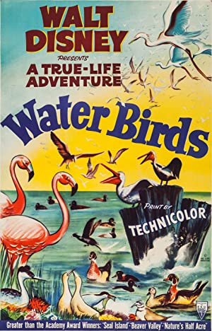 Water Birds (1952)