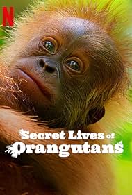 Secret Lives of Orangutans (2024) Free Movie